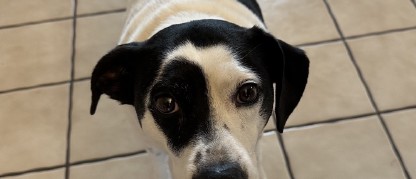 Medium-sized white dog with black spots, black ears, and black patch over one eye.