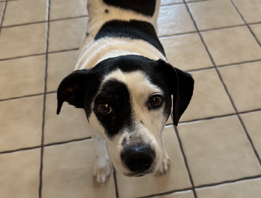 Medium-sized white dog with black spots, black ears, and black patch over one eye.